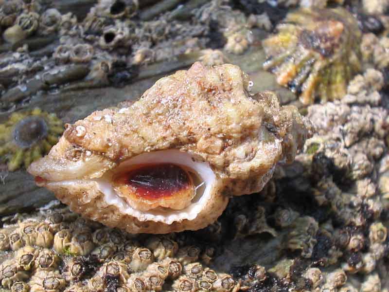 Underside of Ocenebra erinacea.