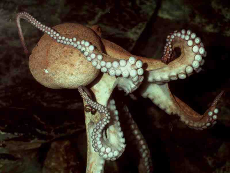 Image: Octopus vulgaris.