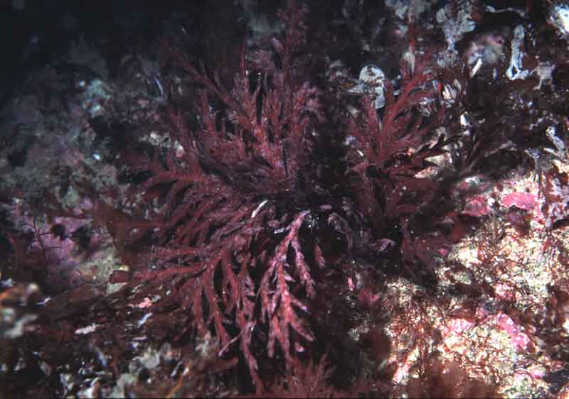 Odonthalia dentata photographed in the Isle of Man.