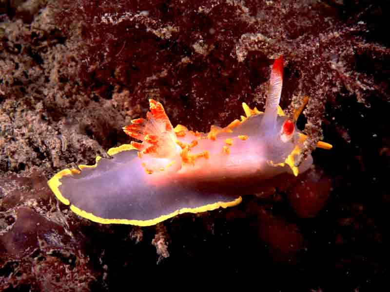 Okenia elegans