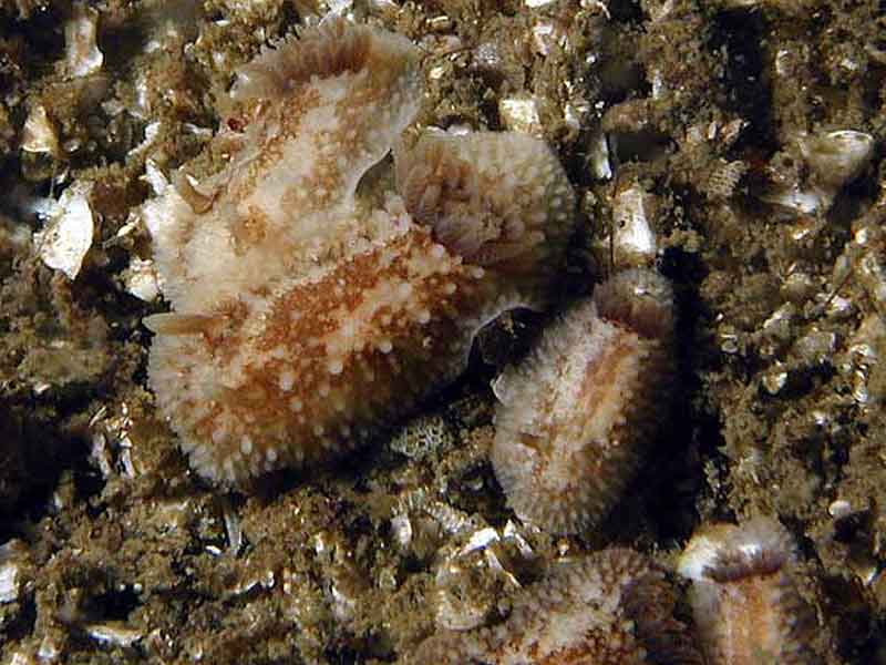 Onchidoris bilamellata.