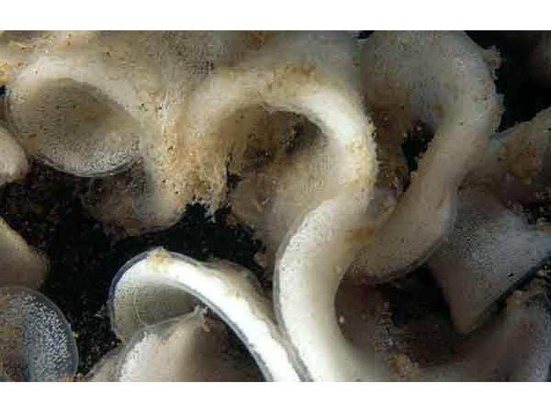 Image: Onchidoris bilamellata spawn.