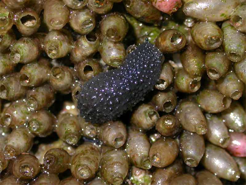 Image: The celtic sea slug Onchidella celtica.