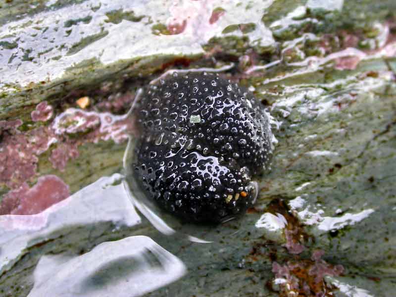 A pair of mating Onchidella celtica.