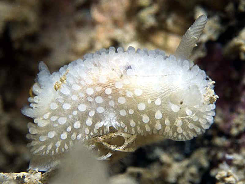 Onchidoris muricata.