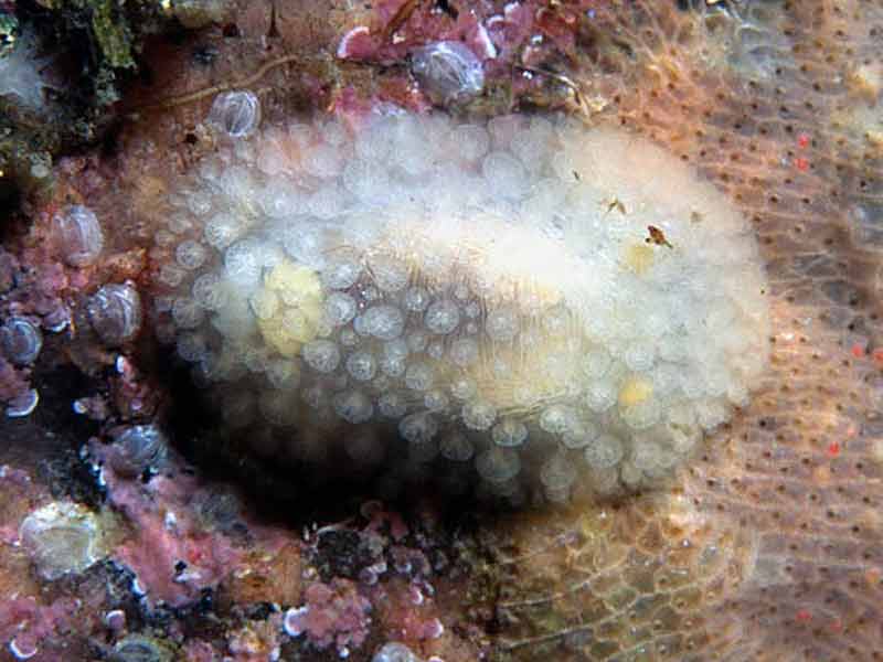 Dorsal view of Onchidoris muricata.