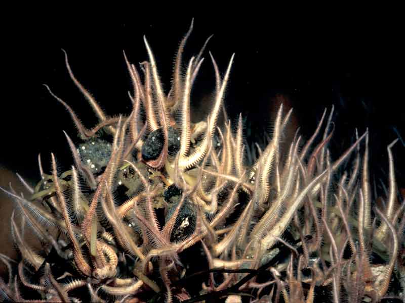 Bed of the brittlestar Ophiopholis aculeata.