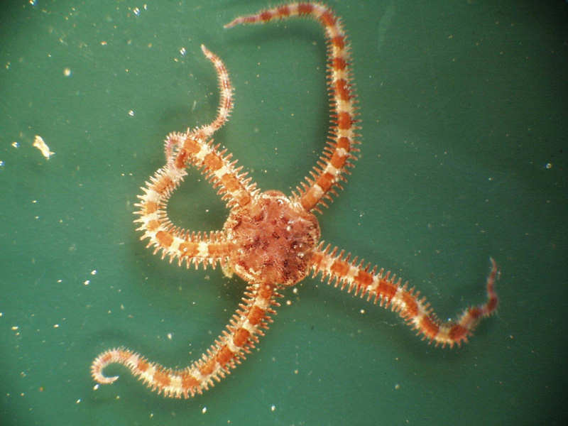 Ophiopholis aculeata specimen, approximately 10 cm across.