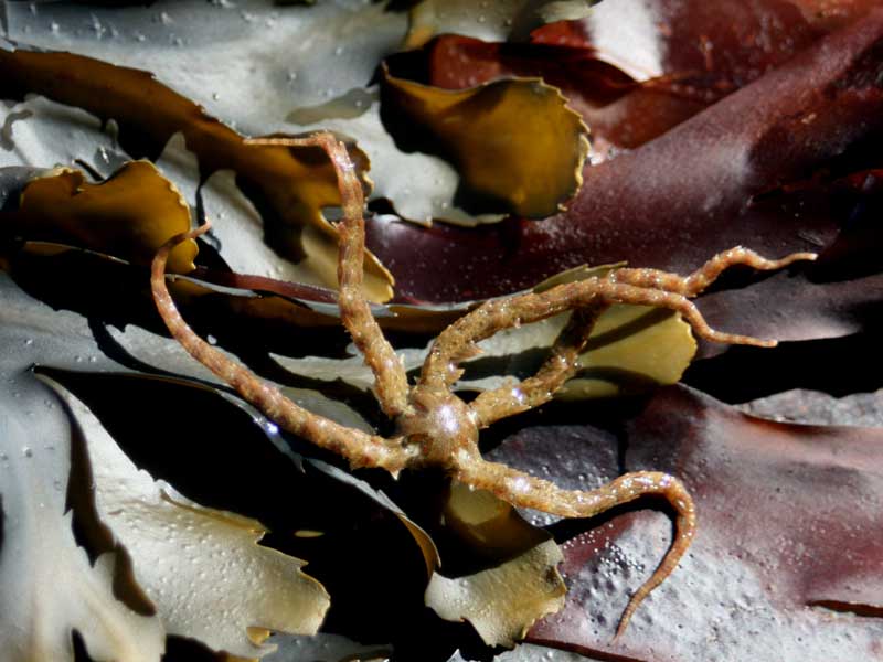 Image: Ophiothrix fragilis on kelp.