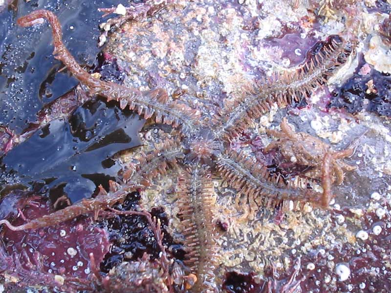 Ophiothrix fragilis exposed on a rocky shore.