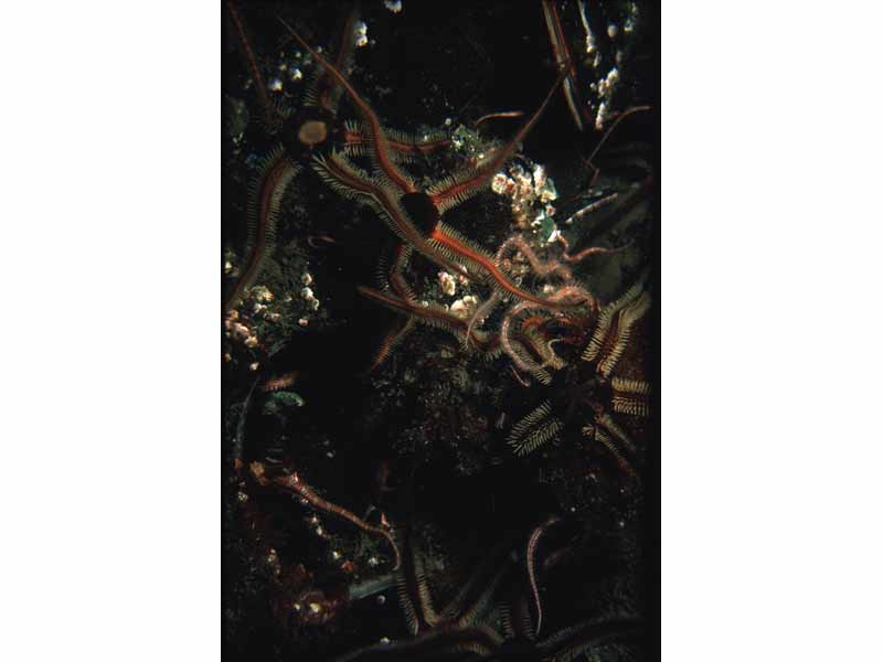 Image: Ophiocomina nigra at a depth of 15 m.