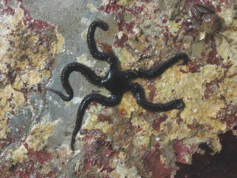 Lone black Ophiocomina nigra on a rock.