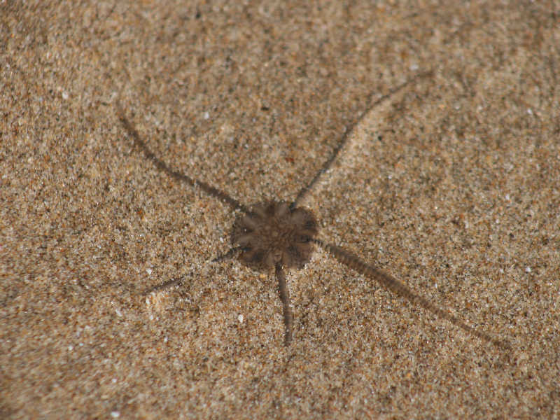 Image: Ophiura ophiura at Three Cliffs Bay, Gower.