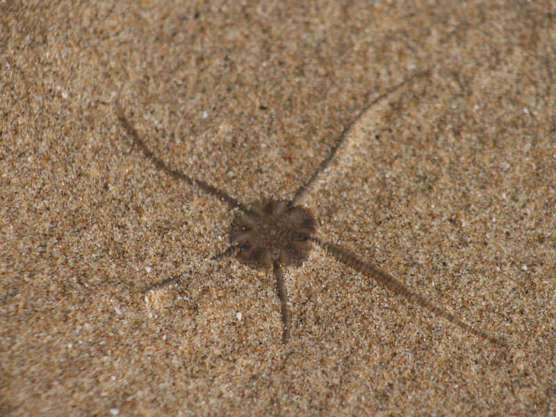 Ophiura ophiura at Three Cliffs Bay, Gower.