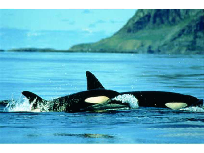 School of orca.