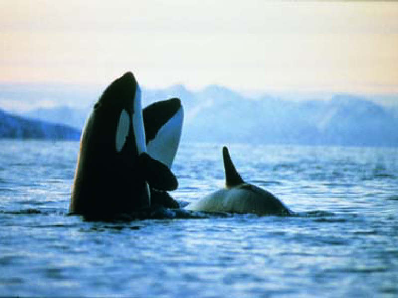 Image: Orca at the surface.