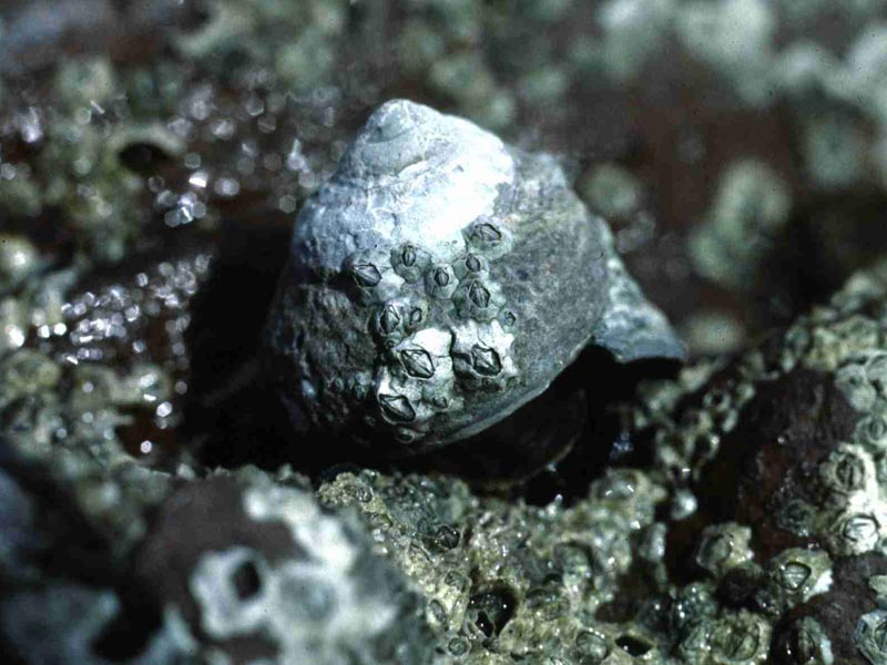 Phorcus lineatus on intertidal rock.