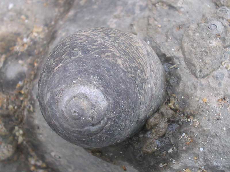 Dull-coloured Phorcus lineatus on a rocky shore.