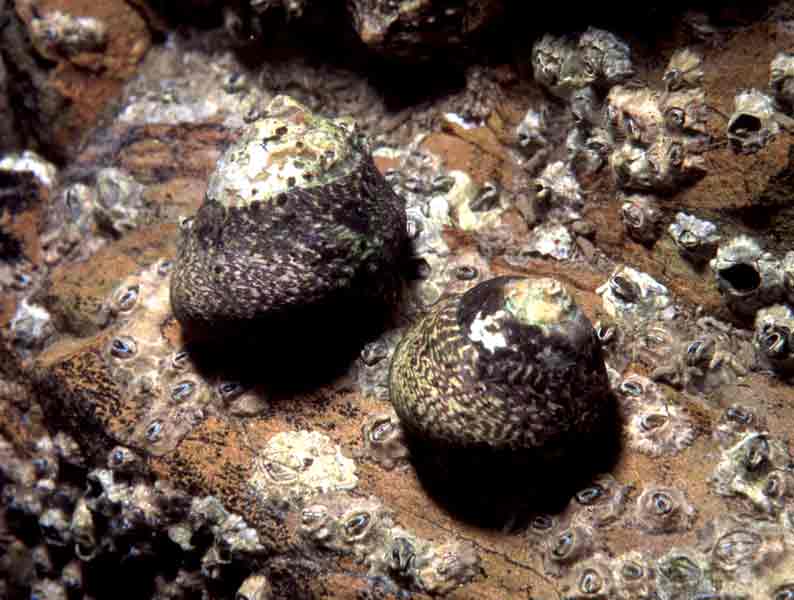 Two Phorcus lineatus on rock.