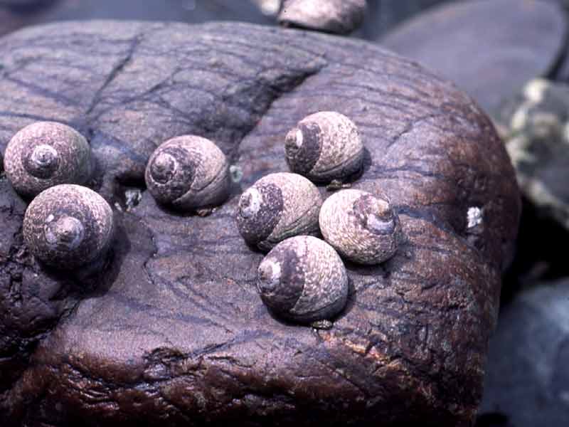 Group of Phorcus lineatus on emmersed mid shore rock.