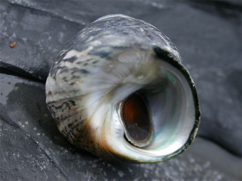 Phorcus lineatus upturned on a rock.