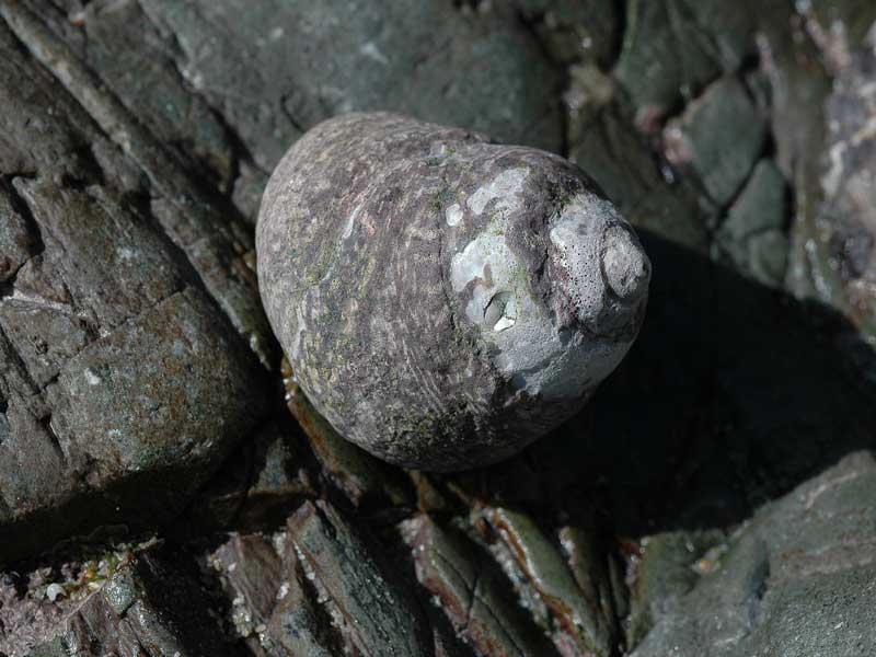 Phorcus lineatus on a rock.