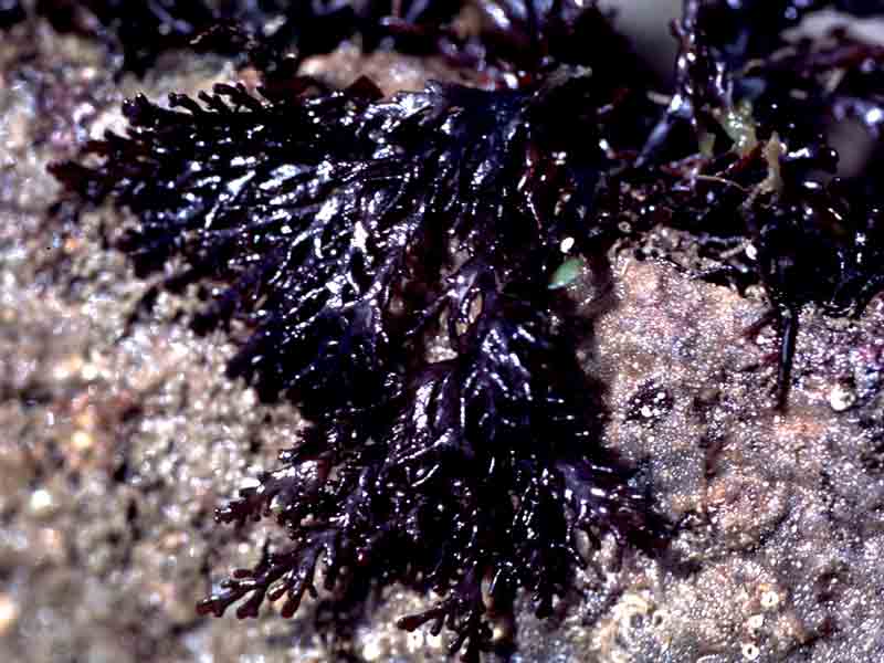 Fronds of pepper dulse, Osmundea pinnatifida.