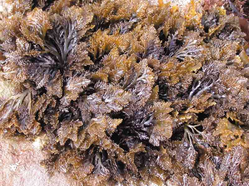 The seaweed Osmundea pinnatifida.
