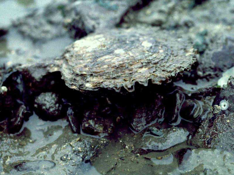 A view of the upper (right) side of a native oyster attached to pebbles.