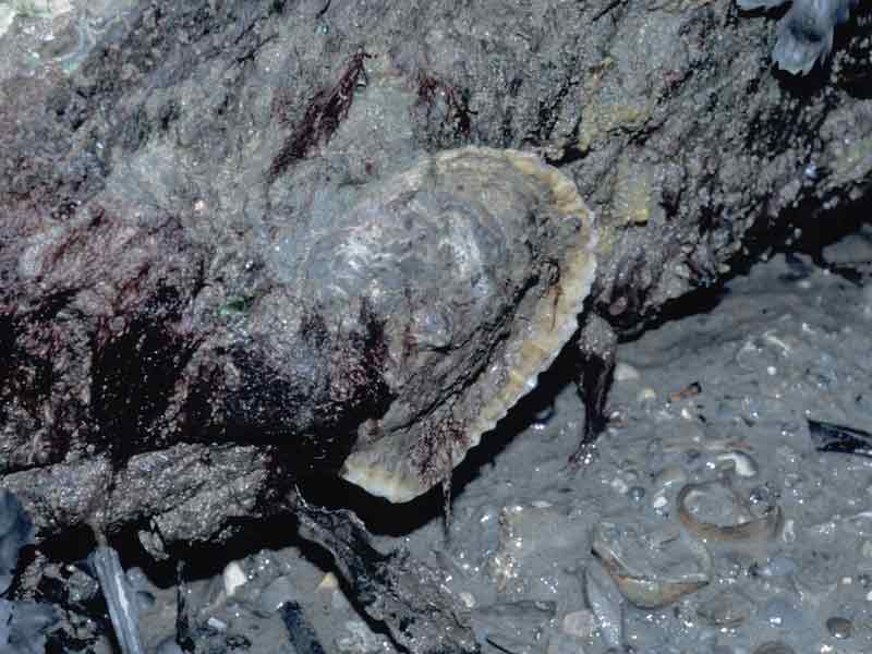 Native oyster Ostrea edulis exposed by the tide at Oreston Spit, Plym Estuary.