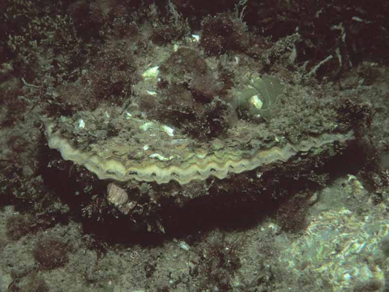 Native oyster Ostrea edulis in shallow water at Durgon, Itelford River, Cornwall.