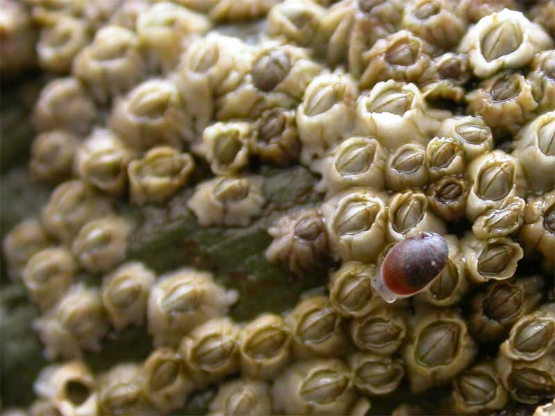 Otina ovata on a rock covered by the barnacle Semibalanus balanoides.