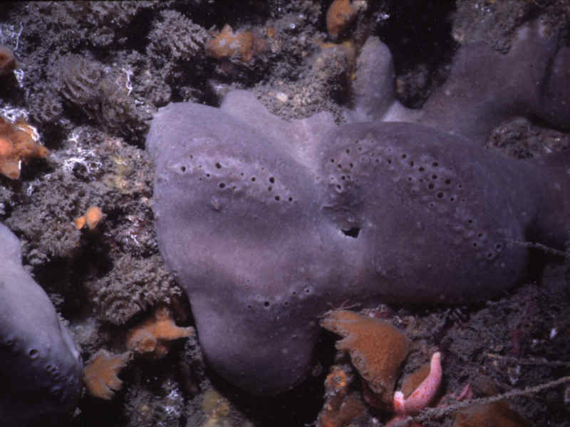 Pachymatisma johnstonia colony on bryozoan and sponge dominated rocks.