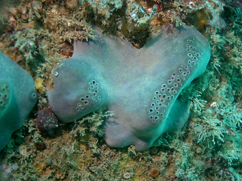 Pachymatisma johnstonia at the Channel Isles.