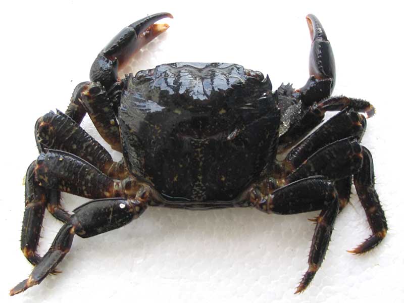 A marbled rock crab Pachygrapsus marmoratus.