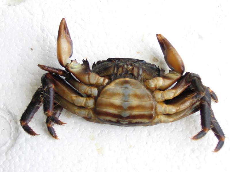 Underside of female Pachygrapsus marmoratus.