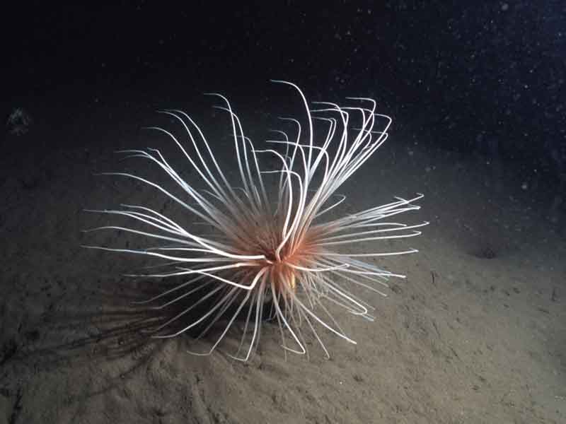 The fireworks anemone Pachycerianthus multiplicatus with tentacles outstretched.