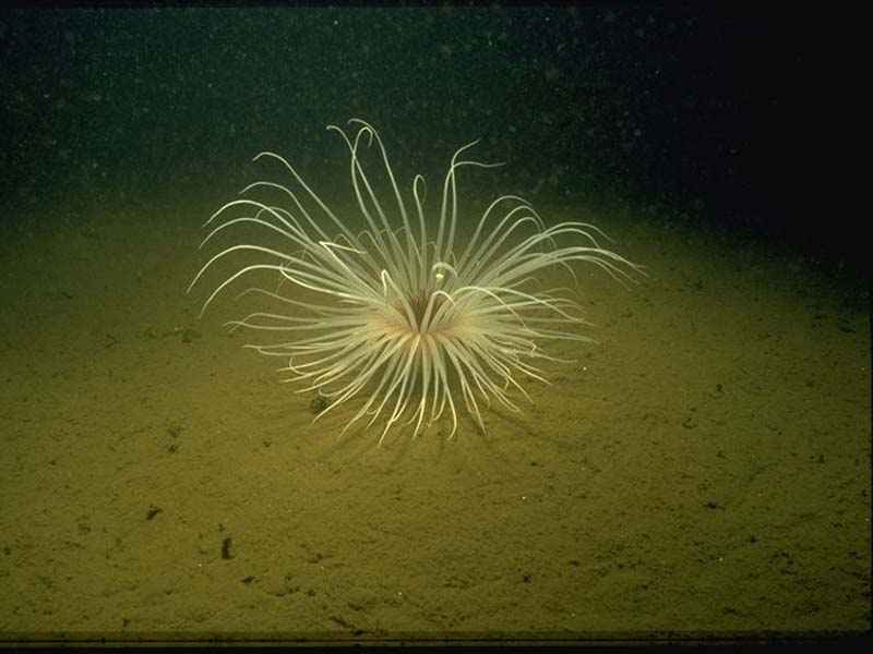 A fireworks anemone Pachycerianthus multiplicatus from Loch Duich Head with tentacles outstretched.