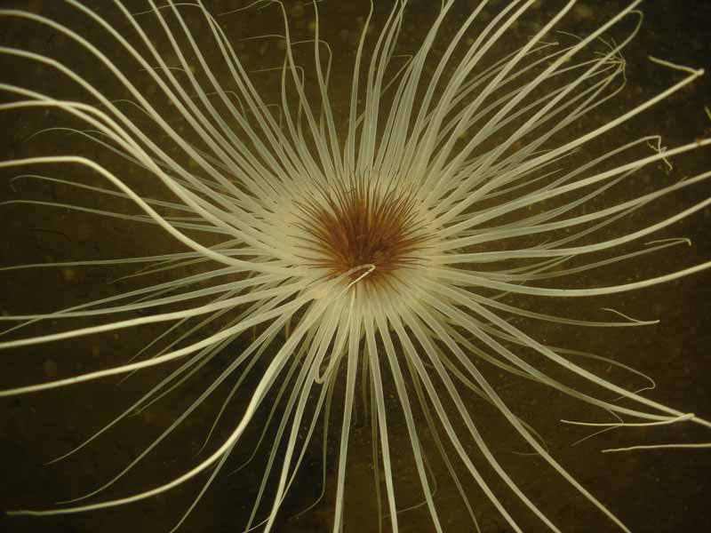 Centre of Pachycerianthus multiplicatus against a black background.