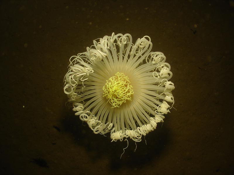 Retracted Pachycerianthus multiplicatus against a black background.