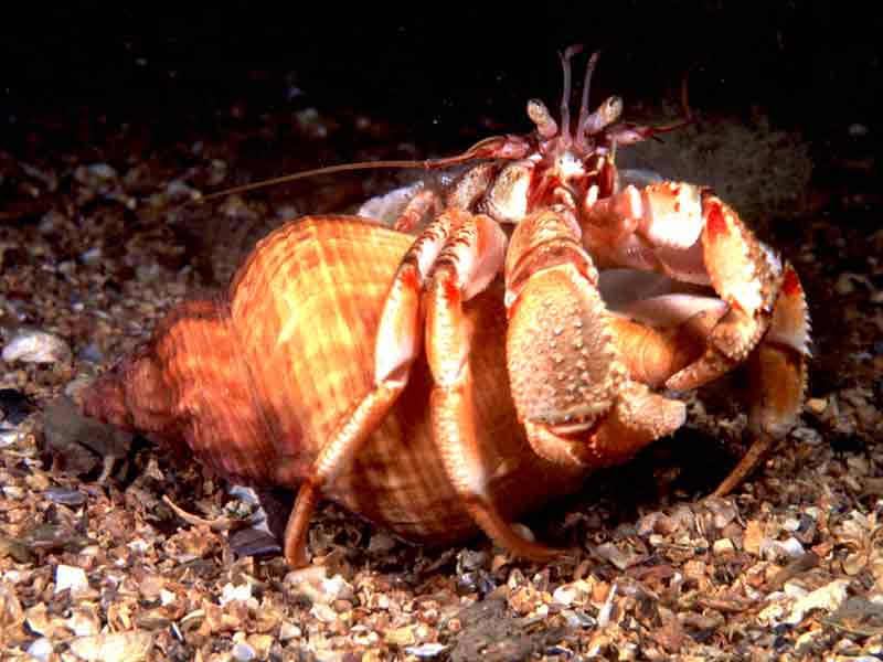 Pagurus bernhardus on shell gravel.