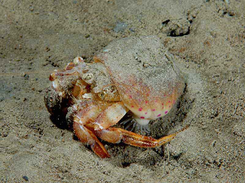 The hermit crab Pagurus prideaux.