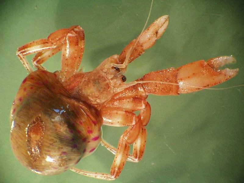 Pagurus prideaux on a green background.