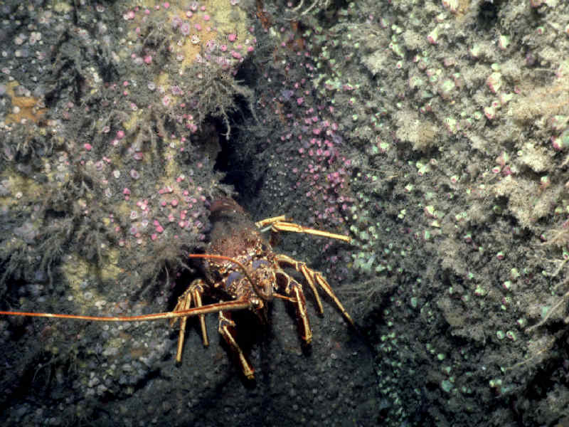 Image: The front of a crawfish hiding between rocks.
