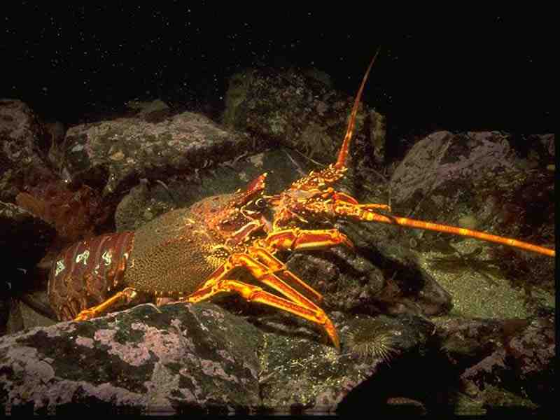 Spiny lobster.