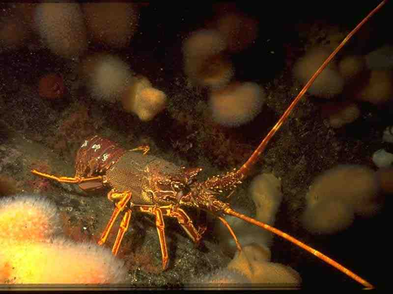 Spiny lobster.