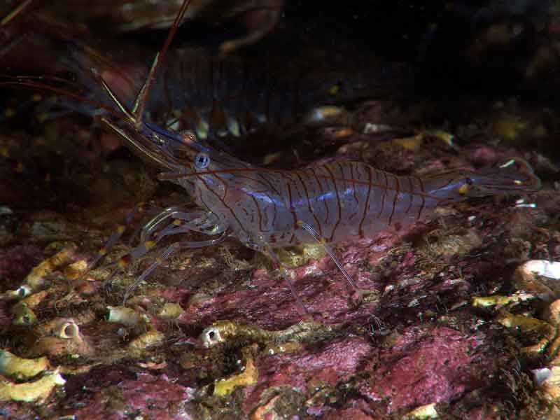 Palaemon elegans crawling on the substratum.