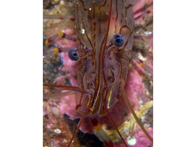 Close up view of the head of Palaemon elegans.