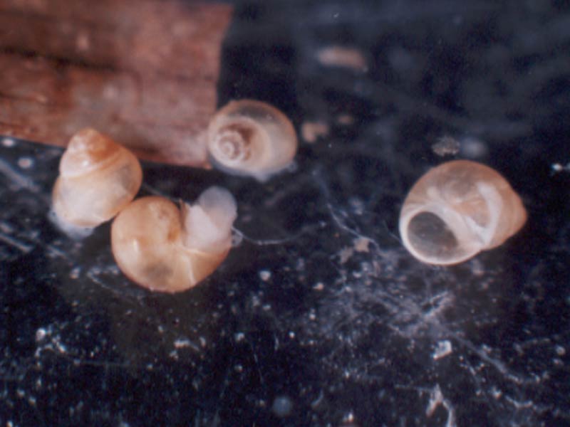 Three live shells and one empty one of Paludinella globularis.