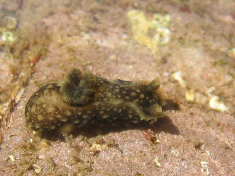 Palio nothus on the seabed.